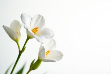 Eustoma branches against a pure white background, white, background