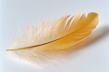 Fototapeta premium A single yellow feather lies on a clean white surface