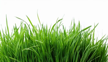 Obraz premium green grass isolation on the white backgrounds