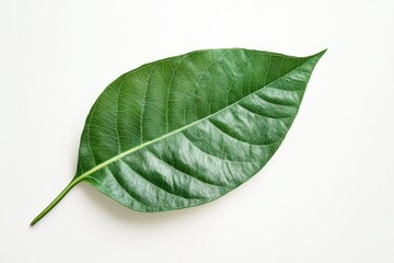 Obraz premium Single Green Leaf on White - Close-up of a single, vibrant green leaf isolated on a white background. Perfect for nature, ecology, and botanical themes