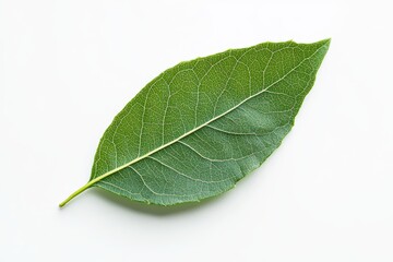 Obraz premium Single Green Leaf Real on White - A vibrant green leaf, symbolizing nature, growth, freshness, purity, and life, is captured in a crisp, close-up against a clean white backdrop