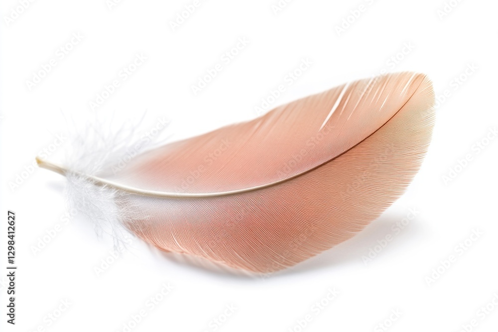 Aufkleber a single feather rests on a clean white surface, ready for use in various designs and concepts