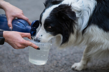 Border Collie dog drinks on a walk.