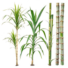 Naklejka premium green bamboo leaves