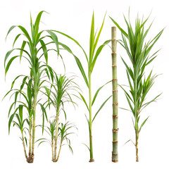 bamboo leaves isolated on white