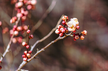 運動公園　梅の花-64