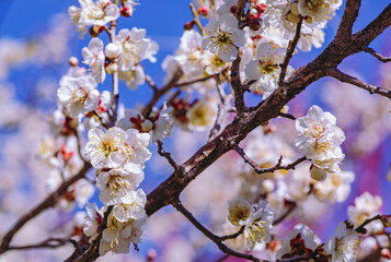 運動公園　梅の花-45