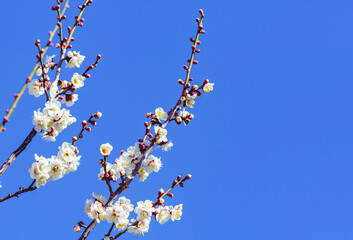 運動公園　梅の花-42