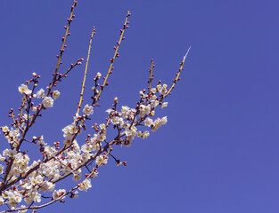 運動公園　梅の花-38