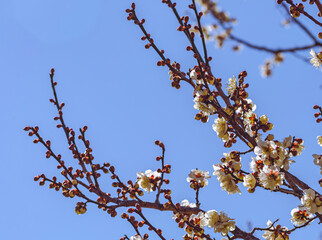運動公園　梅の花-37