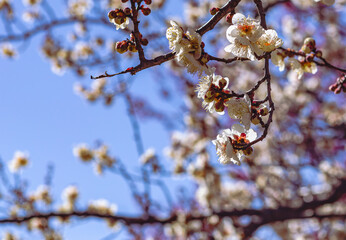 運動公園　梅の花-35