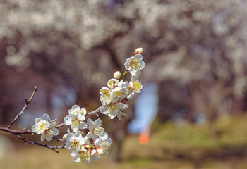 運動公園　梅の花-18