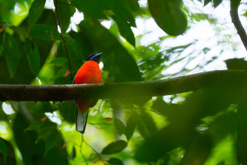 Male scarlet-rumped trogon (Harpactes duvaucelii),  perches quietly in the middle of dense rainforest in West Kalimantan, natural bokeh background