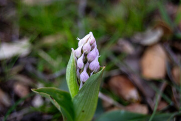 Wild Orchid Bud. Orchid italica