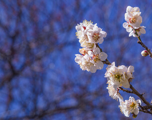 運動公園　梅の花-5