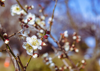 運動公園　梅の花-98