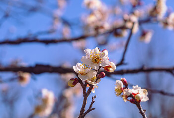 運動公園　梅の花-84