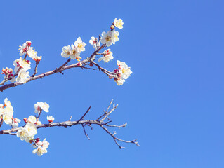 運動公園　梅の花-81