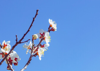 運動公園　梅の花-79