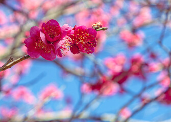 運動公園　梅の花ｰ160