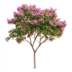 Fototapeta premium Crape myrtle tree flowers flowering botanical.