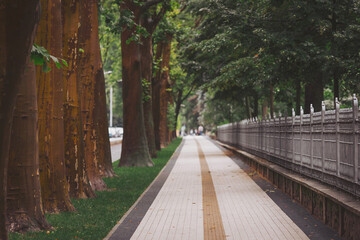 A serene walkway stretches ahead, framed by lush, leafy trees with warm trunks. Soft lights play among the branches as people wander, enjoying nature’s embrace in the bustling city