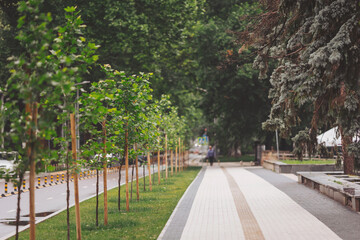Young trees create a refreshing canopy along a clean pathway in a vibrant urban park, inviting leisurely walks and moments of relaxation under the warm sun