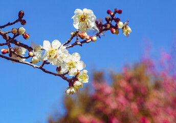 運動公園　梅の花ｰ148