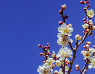 運動公園　梅の花ｰ147