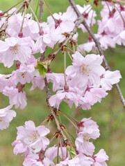 春の日差しを浴びて咲く満開の桜