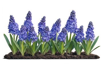 Fototapeta premium Blue Hyacinth flower bed hyacinths garden plants.