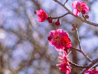 運動公園　梅の花ｰ134