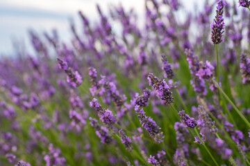Obraz premium Lavender Fields in Provence, France: A Scenic View