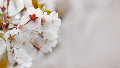 Obraz premium Spring border with white flower on blurred spring season background