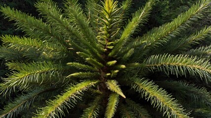 Fototapeta premium Iconic Monkey Puzzle Tree Surrounded by Vibrant Greenery in a Picturesque Landscape