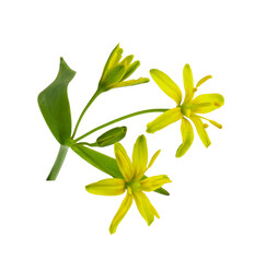 Sprig of yellow Gagea lutea flowers, bud and leaves isolated on white or tranparent background