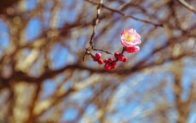 運動公園　梅の花ｰ112