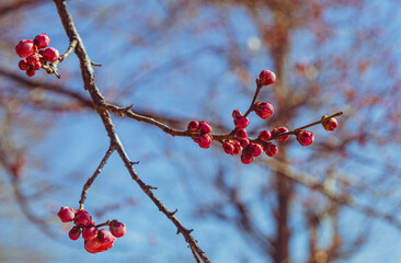 運動公園　梅の花ｰ111
