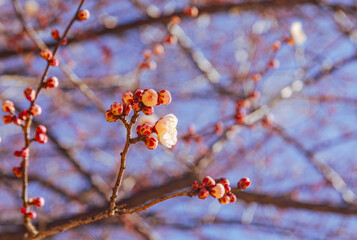 運動公園　梅の花ｰ110