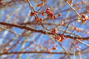 運動公園　梅の花ｰ108