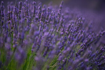 Fototapeta premium Lavender Fields in Provence, France A Serene Escape