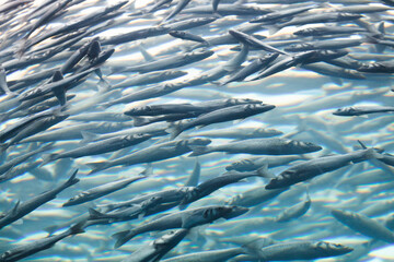Fish swimming together in deep blue water, background