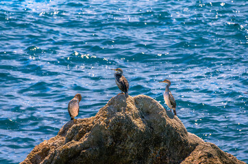 Obraz premium Three cormorant water birds perched on top of a rock by the sea watching for fish underwater to catch them by diving underwater.