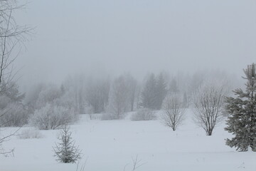 snowy forest north-eastern Europe in fog on the last day of winter