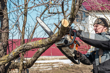 A man trims fruit trees with a chainsaw. Sanitary pruning of trees in the spring in the garden