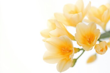 yellow freesia flowers on white background
