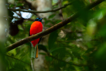Male scarlet-rumped trogon (Harpactes duvaucelii),  perches quietly in the middle of dense...