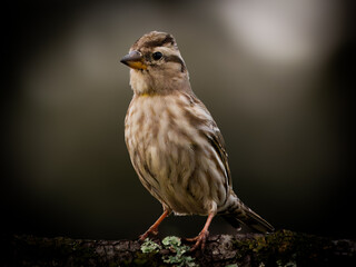 Alondra en La Iglesuela del Tietar, Toledo, España 22 de Febrero 2025