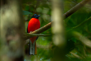 Male scarlet-rumped trogon (Harpactes duvaucelii),  perches quietly in the middle of dense rainforest in West Kalimantan, natural bokeh background