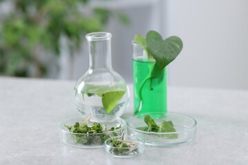 Biochemistry. Glassware with different plants on light grey table in laboratory, closeup